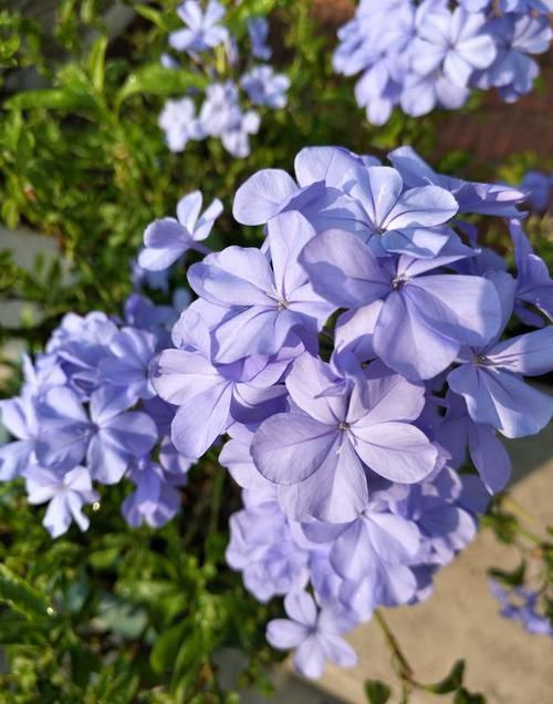  三角梅■选花，别错过这几种“开花机器”，养殖省心