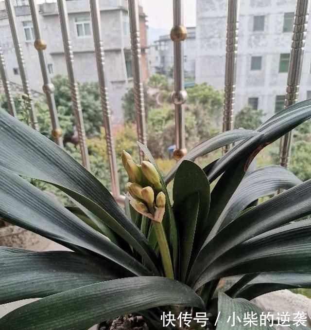  [花钱]农村大哥，专门挖这种土养花，不花钱开花真旺！
