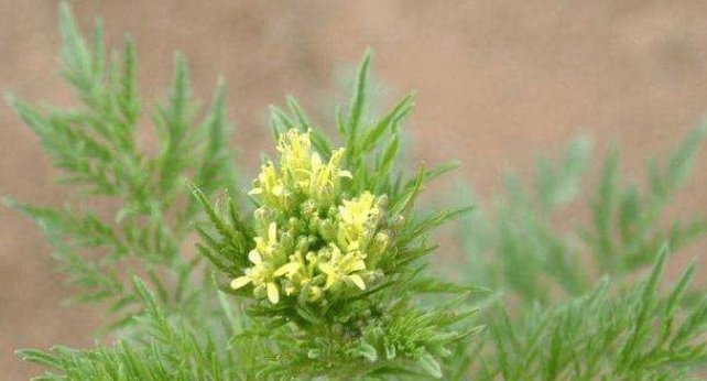  青蒿@农村地里这个草，如今是珍贵野菜，遇见请珍惜