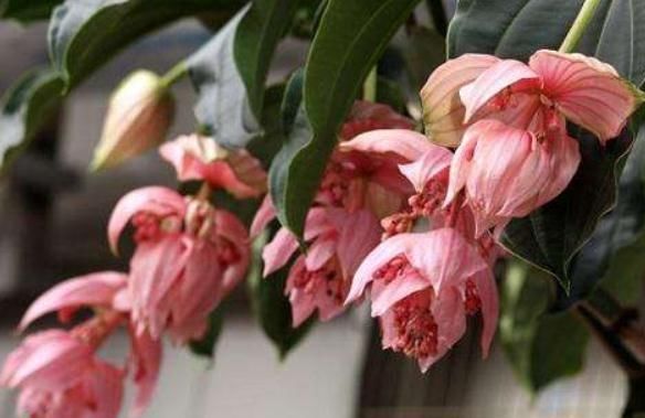  『花苞』“3种花”一开如“下雨”，花苞多、花朵大，几月不管，花垂满盆