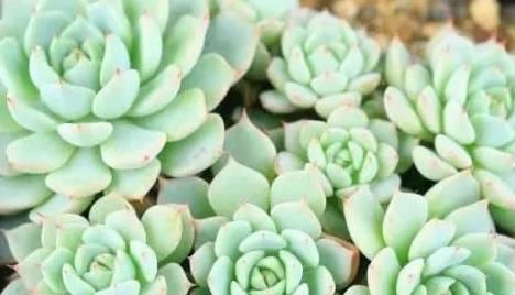  『静夜』这20种美丽的多肉，竟都是静夜的后代！静夜还真是个多情种呢！