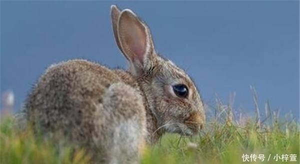  『消灭泛滥』外国人感叹在全球泛滥的生物都被中国人打败了