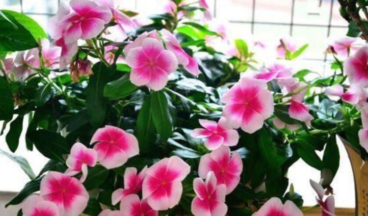 『茉莉花』4种花插土里就活，10天就生根，一年开花200多天，新手也能养好！