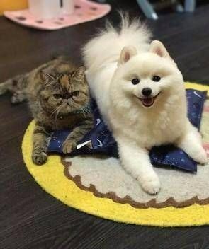  只猫咪@看到和自己长得像的猫，两只猫的举动“神相似”，先来一顿