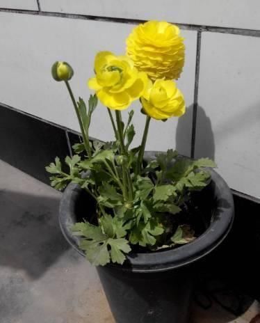  【美的】这些球根花卉埋土里就能自己开花，美的不要不要的