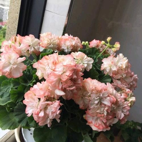  #枝条#天竺葵养好了，也能开，4点养护小知识，把阳台开成花园