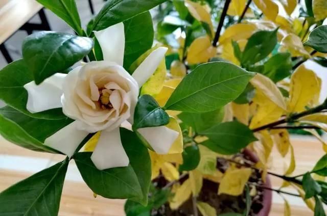  找到：栀子花总是爱黄叶？今天终于找到原因了！