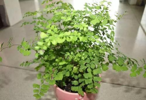  「耐阴」可以在卫生间杀菌的植物？耐阴又杀菌，弱光也能长爆盆