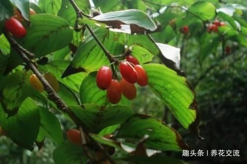  「长达」观赏性特别好的山茱萸观赏花树，果期长达三个多月