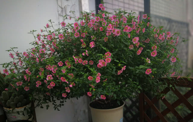  「绿萝」此花比绿萝好养，颜值“赛过”玫瑰，好养易活花期长，值得你拥有！