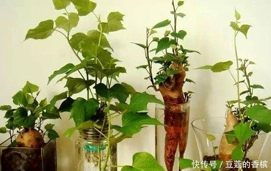 「萝卜」不要再买盆栽了,厨房里的白菜萝卜红薯,盆栽起来非常漂亮