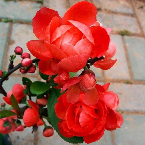 『夫妻海棠』最恩爱的草花，姿色不输牡丹、月季花，双双对对、天长地久一起开