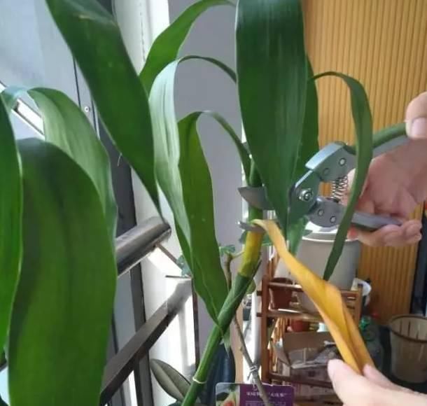  富贵竹@富贵竹黄叶子怎么办？保证这3点，不黄叶不烂根，治愈黄