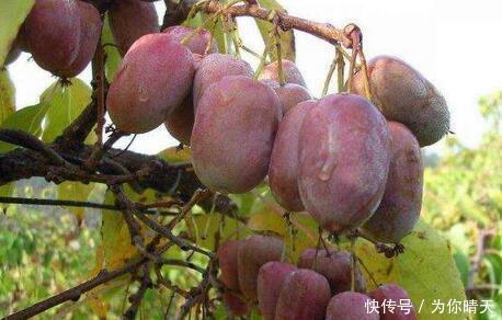 冰箱■我国最甜的水果,比蜂蜜甜10倍!放“冰箱”冻不死,插土就活!