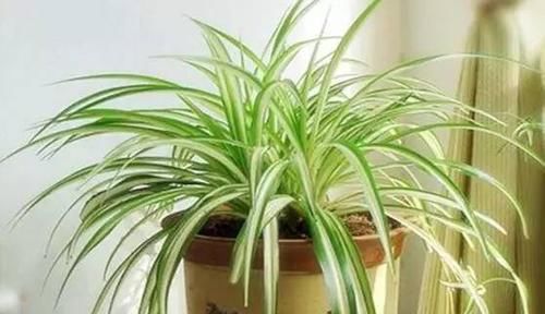  『好处』这些常见植物，放家里有很多好处！