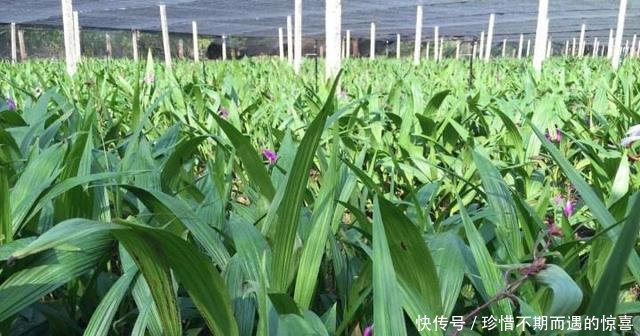 农民种植“土黄金”，三年一采收，亩产1200斤，每斤110元