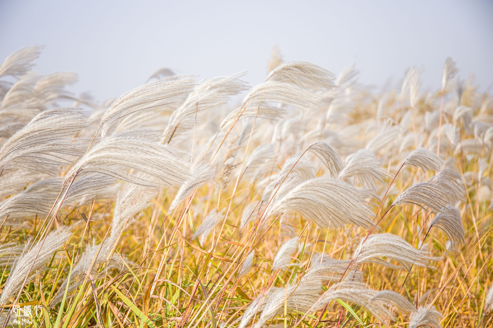 东营丨走过沧海桑田，终是在芦花飞雪的秋日遇见你