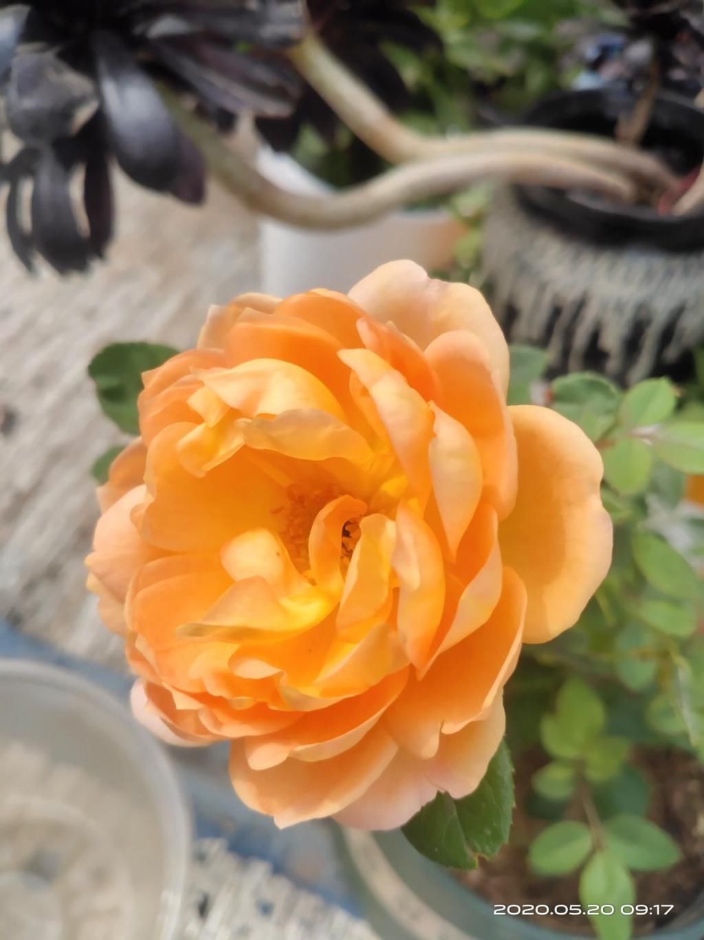  「栀子花」刚买回家的花，掉花苞，黄叶子，修剪一下还能活