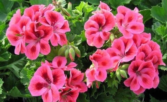 『开花』不会养花?这5种受欢迎的花卉,好养易爆盆,阳台轻松变“花海”