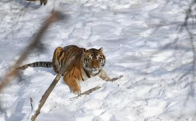 请您务必要尊重这场大雪！