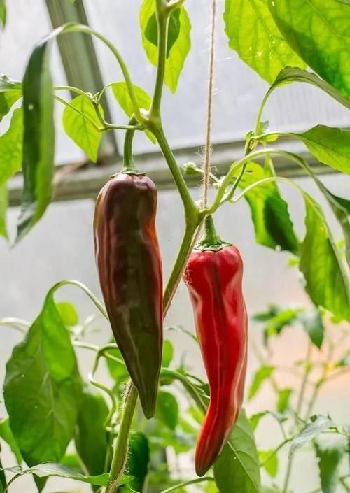 「选择一些」特适合养成盆栽的几种蔬菜，养好了很快就有收获