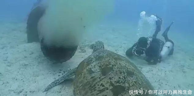 长滩潜水遭遇反胃一幕,濒危绿海龟竟在水下排污管觅食