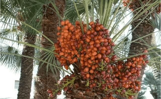 在迪拜，只有土豪才舍得吃这种水果，而中国人都快“吃吐了”