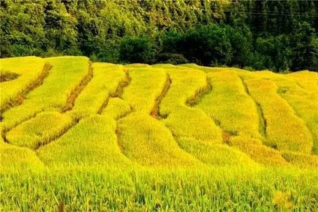 美翻了！广东这些黄金梯田进入最佳观赏期！一年仅一次，快约起