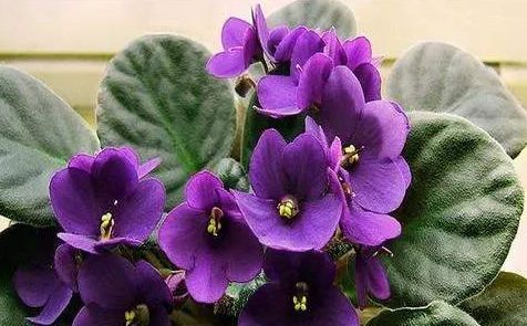  枝繁叶茂@养花就养这四款，全年开花不停，花色艳丽，花开枝繁叶茂，美