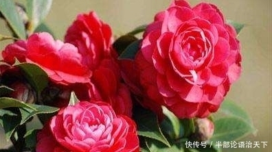 种爱|3种爱“喝醋”的花,30天能吃一斤,叶片青翠,开花旺,长得飞快