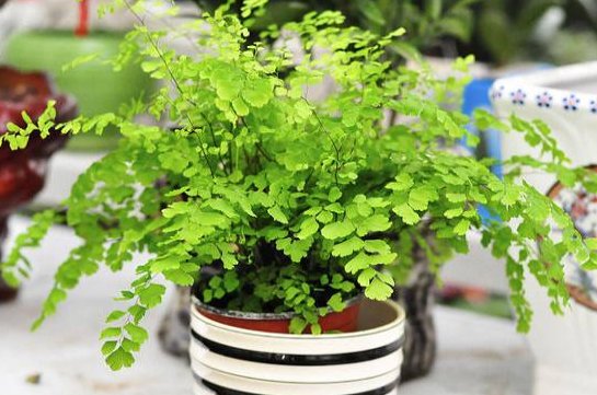  【蕨类植物】3种花，好养易打理，还能杀菌除尘，春季室内养一盆，满屋飘香