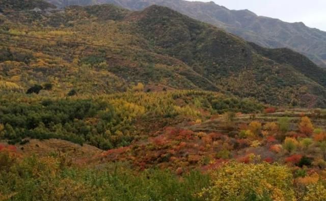 很多人还不知道，京西有个“百花山下第一村”，简直美的不行