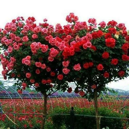  #最长#此花是我国花期最长的花树，耐寒，-19度冻不死