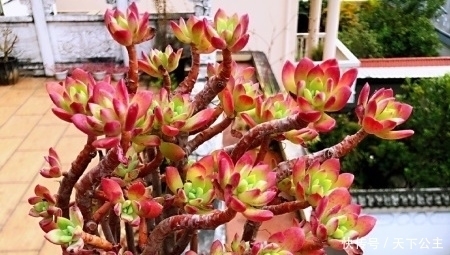  「值得」3种多肉，颜色鲜艳漂亮，颜值不输玫瑰，易爆盆成老桩，值得拥有