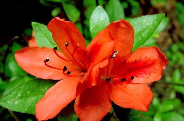  爆满|盆栽杜鹃花，做好这3点，来年开花爆满盆！