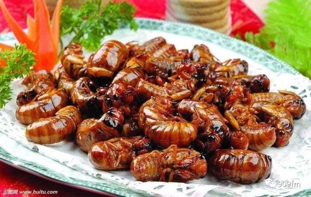  「农业农村部」转发周知！知了猴、蝎子、野兔等都不能吃了！最新禁食名单来了