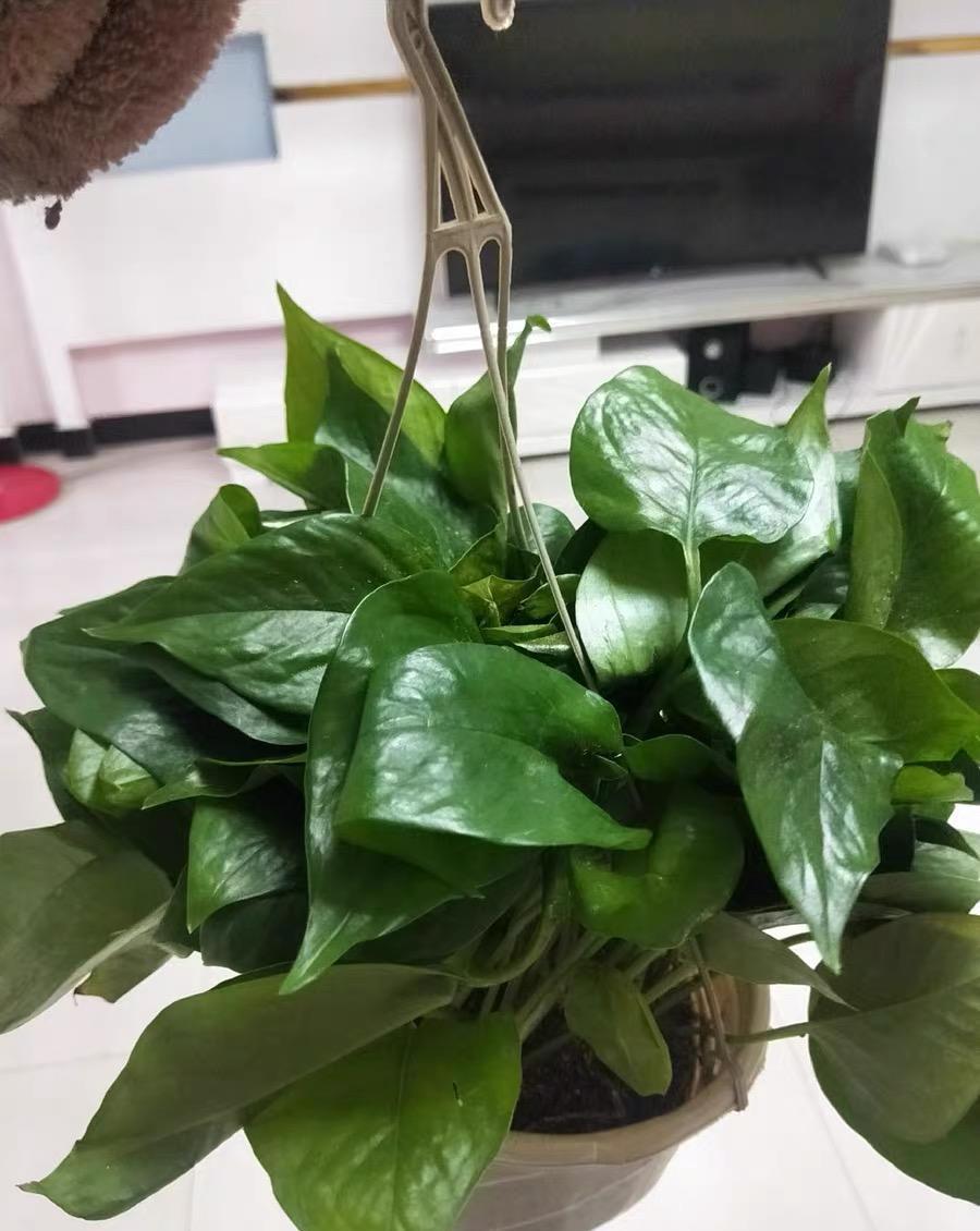 摆在:绿萝冻伤了,摆在这个地方,冬天也能长新芽,一个月长50公分