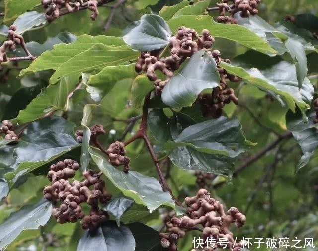  值钱@山上有1种“野果树”，果子弯曲，被称为“拐枣儿”，比山莓值钱