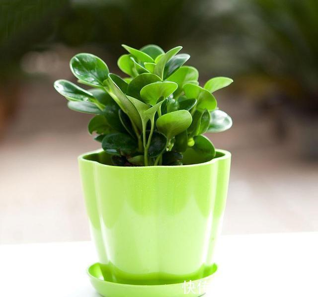  「植物」这3种植物最怕长得太旺盛，要及时修剪，剪得越秃越好