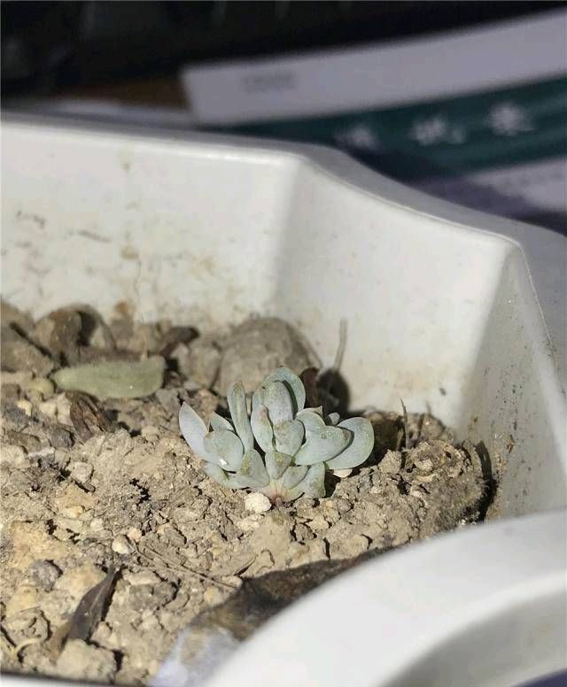  [空气湿度]很多切肉，对环境要求很高，这些你需要知道的小点子