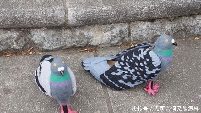  #围着#一群鸽子围着女子不让她走，仔细看她脚上的鞋子，大爷都震惊了！