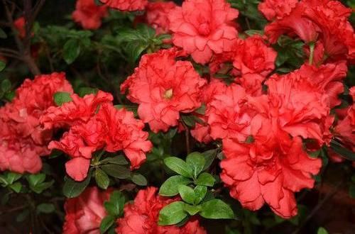 「养不活」杜鹃花养不活,开花少问题多,保证3个基本点,杜鹃花也能爆盆