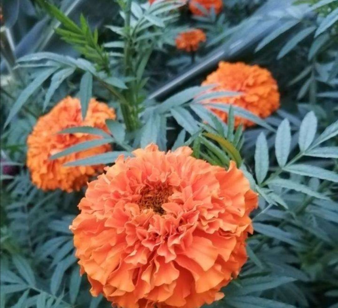  「生长旺盛」这“5种”花,再喜欢也要“狠狠晒”,越晒越开花,香味越浓郁!
