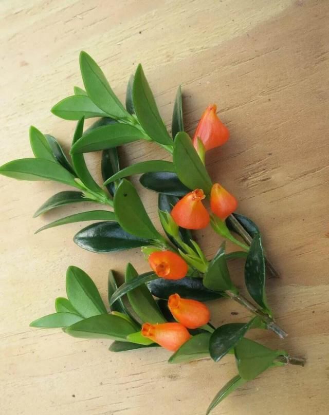  「养护」阳台养1盆这种花，比金边吊兰漂亮，1个种植诀窍，叶翠绿开花多