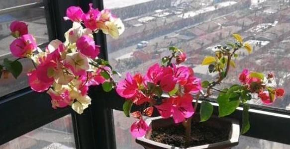  『根部吸收』夏季赏花选三角梅，管理掌握5个小技巧，盆盆月月花开不停