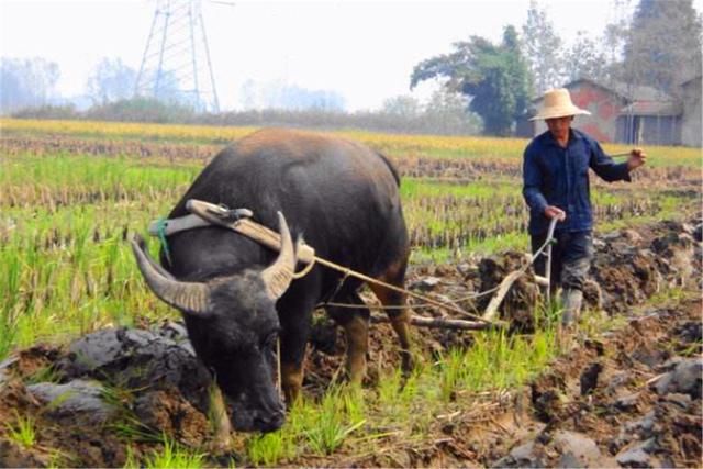 春节将至，过年到底冷不冷？会不会出现倒春寒？看看老农怎么说