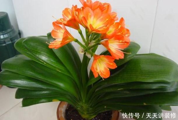  [光照]房子采光差，还想室内盆栽花？首选4种植物，给点光就花开灿烂