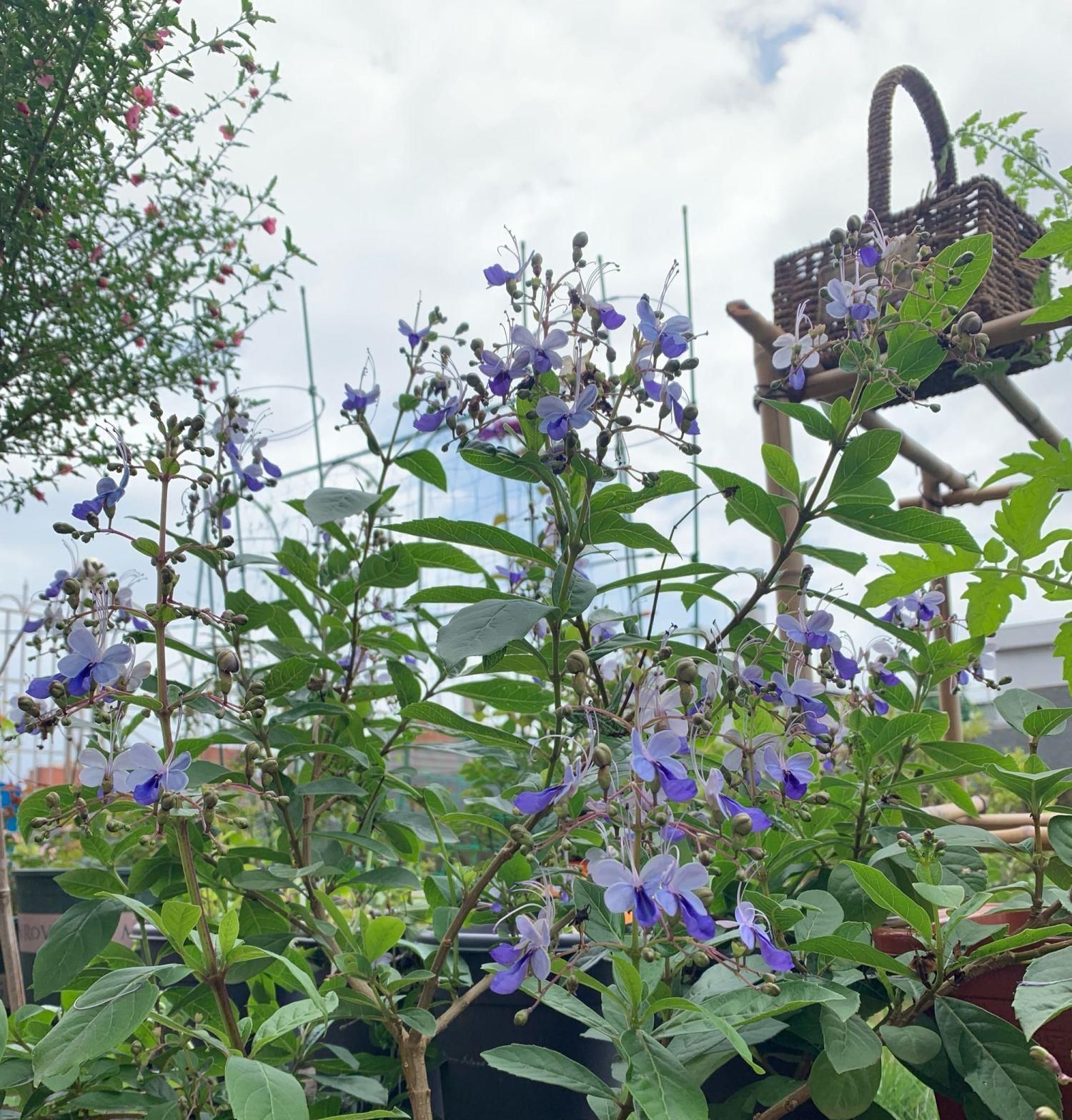  『新型』此新型观赏植物，花似蓝蝴蝶，美丽动人，全年可开花，是盆栽佳品