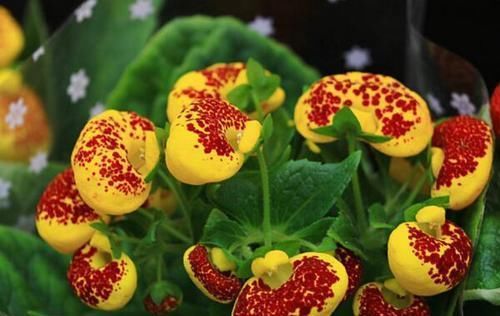 「富贵」喜欢菊花,那就养盆荷包花,花开似荷包,寓意富贵吉祥,艳丽多姿