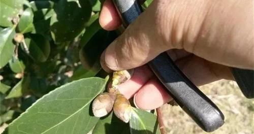 越多越好@茶花花苞越多越好?小心空欢喜一场!